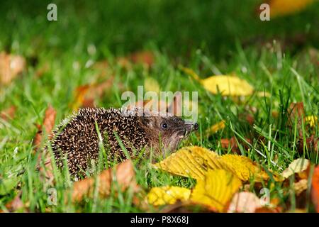 Igel (Erinaceus europaeus) Wandern in bunten Blätter im Herbst, Brandenburg, Deutschland | Verwendung weltweit Stockfoto