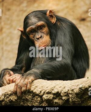 Westafrikanische Schimpansen (Pan troglodytes Verus) nachdenklich in Pongoland Zoo Leipzig, Leipzig, Deutschland | Verwendung weltweit Stockfoto