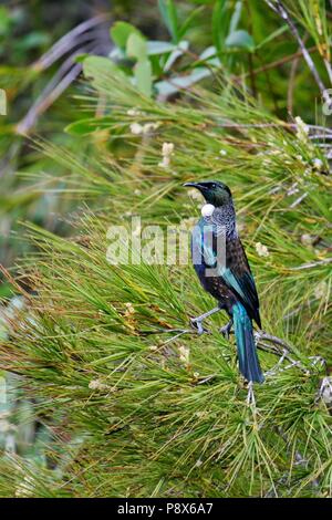 Tui (Prosthemadera novaeseelandiae) erwachsenen Futtersuche, Tiritiri Matangi Island, Neuseeland | Verwendung weltweit Stockfoto