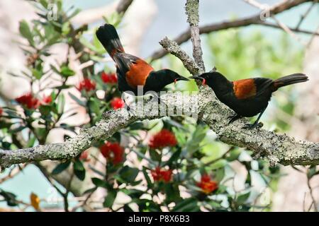 North Island Saddleback (Philesturnus rufusater) Balz pair in Neuseeland Weihnachtsbaum (Metrosideros Excelsa), Tiritiri Matangi Island, Neuseeland | Verwendung weltweit Stockfoto