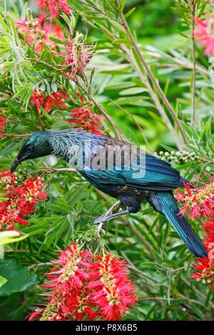 Tui (Prosthemadera novaeseelandiae) Erwachsene in Neuseeland Weihnachtsbaum (Metrosideros Excelsa), Tiritiri Matangi Island, Neuseeland | Verwendung weltweit Stockfoto