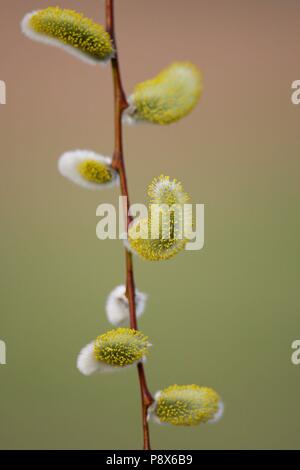 Catkin Weiden (Salix spec.), Zweigniederlassung, mit männlichen Kätzchen, Brandenburg, Deutschland | Verwendung weltweit Stockfoto