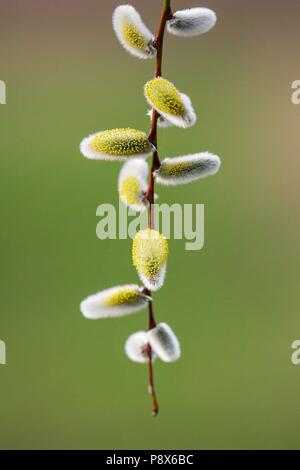 Catkin Weiden (Salix spec.), Zweigniederlassung, mit männlichen Kätzchen, Brandenburg, Deutschland | Verwendung weltweit Stockfoto