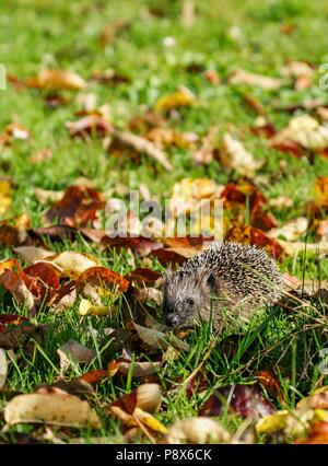 Igel (Erinaceus europaeus) Wandern in bunten Blätter im Herbst, Brandenburg, Deutschland | Verwendung weltweit Stockfoto