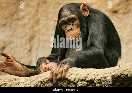 Westafrikanische Schimpansen (Pan troglodytes Verus) nachdenklich in Pongoland Zoo Leipzig, Leipzig, Deutschland | Verwendung weltweit Stockfoto