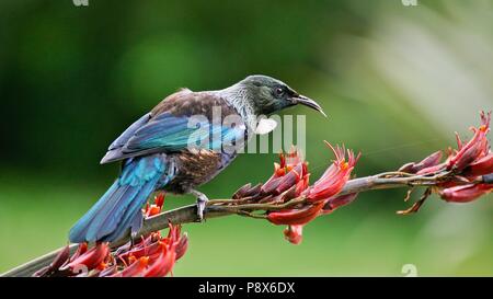 Tui (Prosthemadera novaeseelandiae) nach der Fütterung in der Blüte von Neuseeland Flachs Blume, Tiritiri Matangi Island, Neuseeland | Verwendung weltweit Stockfoto