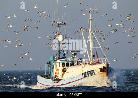 Angeln Boot umgeben von großen Fliegen Herde von Möwen, die vor allem aus europäischen Silbermöwe (Larus argentatus) sowie einige Gull-mantelmöwe (Larus marinus), Heringsmöwe (Larus fuscus) und Sturmmöwe (Larus canus) Nordsee, offs | Verwendung weltweit Stockfoto