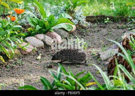 Igel (Erinaceus europaeus) zu Fuß durch die Blumenbeete im Hinterhof, Brandenburg, Deutschland | Verwendung weltweit Stockfoto