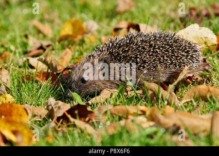 Igel (Erinaceus europaeus) Wandern in bunten Blätter im Herbst, Brandenburg, Deutschland | Verwendung weltweit Stockfoto