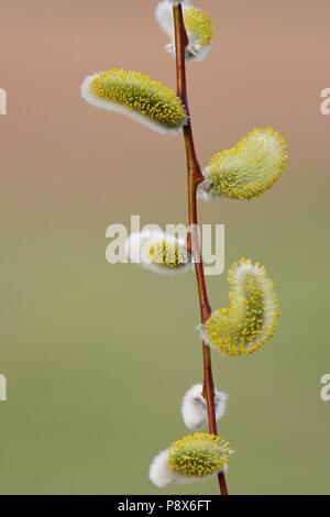 Catkin Weiden (Salix spec.), Zweigniederlassung, mit männlichen Kätzchen, Brandenburg, Deutschland | Verwendung weltweit Stockfoto