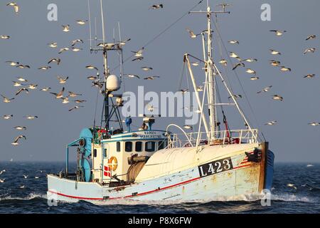 Angeln Boot umgeben von großen Fliegen Herde von Möwen, die vor allem aus europäischen Silbermöwe (Larus argentatus) sowie einige Gull-mantelmöwe (Larus marinus), Heringsmöwe (Larus fuscus) und Sturmmöwe (Larus canus) Nordsee, offs | Verwendung weltweit Stockfoto