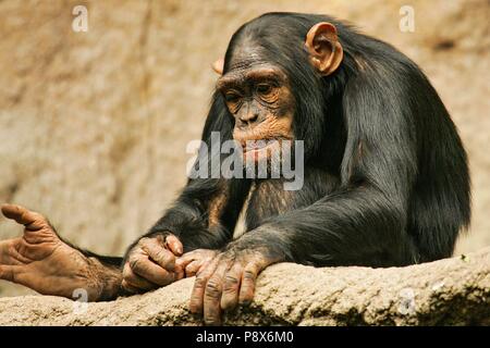 Westafrikanische Schimpansen (Pan troglodytes Verus) nachdenklich in Pongoland Zoo Leipzig, Leipzig, Deutschland | Verwendung weltweit Stockfoto