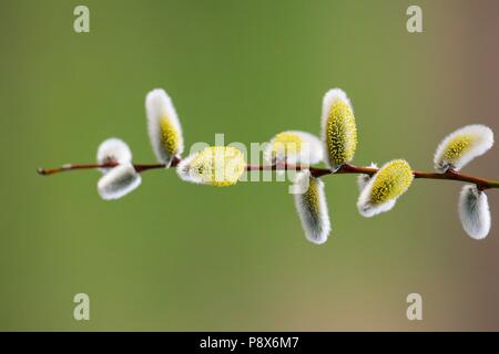 Catkin Weiden (Salix spec.), Zweigniederlassung, mit männlichen Kätzchen, Brandenburg, Deutschland | Verwendung weltweit Stockfoto