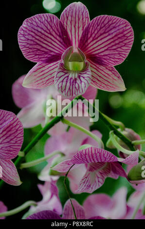 Purple orchid, Orchid Garden, Kuala Lumpur Stockfoto