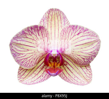Orchird Flower Isolated On White Stockfoto