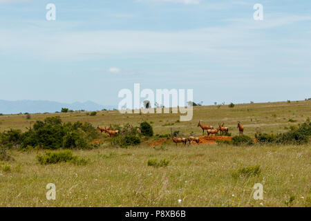 Gruppe von Kudus Grenzweidegang zwischen den Büschen im Feld Stockfoto