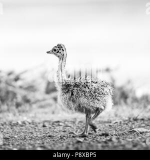 Flauschige baby Ostrich chick am Kap der Guten Hoffnung, Kap, Südafrika in Schwarz und Weiß Stockfoto