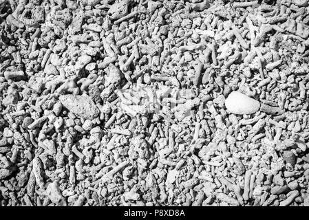 Tote Korallen und Muscheln am Strand als Hintergrund Textur in Schwarz und Weiß Stockfoto