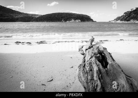 Treibholz am Strand in Refuge Cove, Wilsons Promontory National Park, Victoria, Australien in Schwarz und Weiß Stockfoto