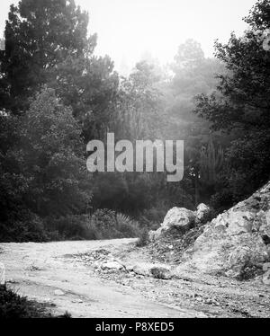 Nebligen Wald Landschaft mit Nebel durch die Bäume in Guatemala in Schwarz und Weiß Stockfoto