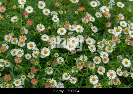 Ein Teppich aus wilden Gänseblümchen weiß und rosa in Farbe in einer natürlichen Umgebung. Stockfoto