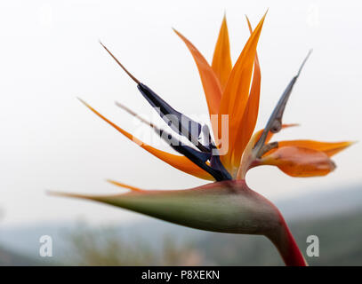 Bird of paradise flower, Strelitzia reginae, gegen den grauen Himmel isoliert Stockfoto