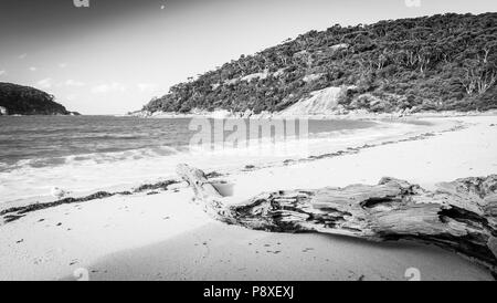 Refuge Cove bei Sonnenuntergang mit Treibholz und Möwe im Wilsons Promontory National Park, Victoria, Australien in Schwarz und Weiß Stockfoto