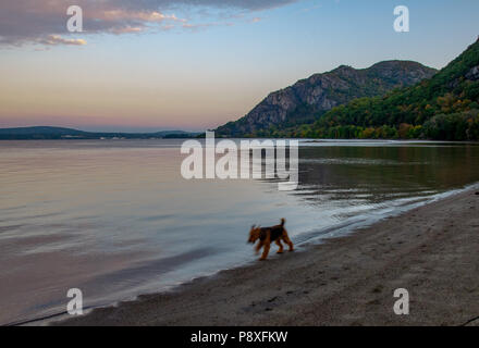 Airedale Terrier am Ufer des Hudson River im Herbst in der Morgendämmerung Stockfoto