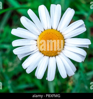 Gemeinsame daisy aka als Mond Daisy und Ox-eye von den Korbblütlern Stockfoto