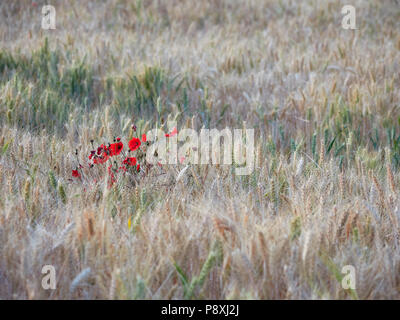Mohn wächst in einem Feld von Weizen in Suffolk. Stockfoto