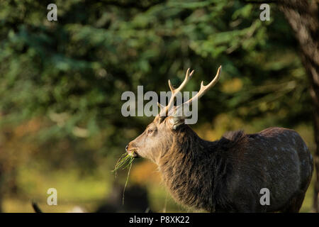 Reifen Sika Deer Stag Gras an Studley Royal Deer Park, Ripon, North Yorkshire, England, UK essen. Stockfoto