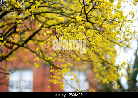 Auch als hartriegel Cornus Mas, Carneol, Kirsche oder europäische Kornelkirsche Blüte an sonnigen Frühlingstag bekannt Stockfoto