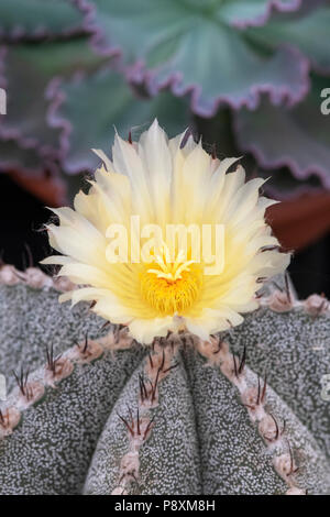 X ornatum Astrophytum myriostigma. Star Cactus flower Stockfoto