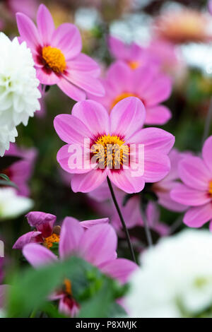 Dahlie 'Happy wink' auf dem Display eine Blume zeigen. UK. Einzelne Blüte Dahlie. Stockfoto