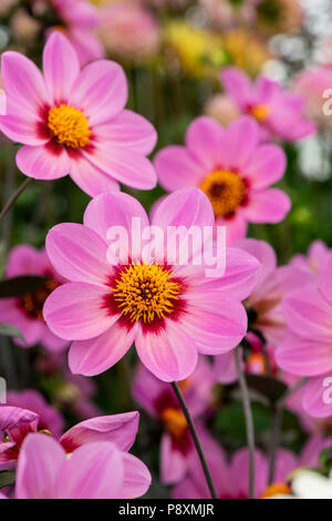Dahlie 'Happy wink' auf dem Display eine Blume zeigen. UK. Einzelne Blüte Dahlie. Stockfoto