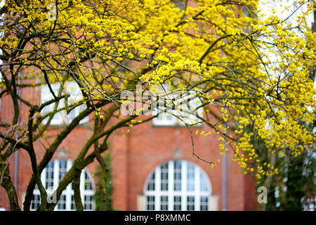 Auch als hartriegel Cornus Mas, Carneol, Kirsche oder europäische Kornelkirsche Blüte an sonnigen Frühlingstag bekannt Stockfoto