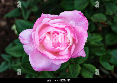 Eine Knospe einer blühenden Rose auf einem Schaft close-up auf einem grünen Hintergrund verschwommen Laub Stockfoto