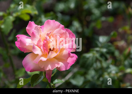 Close-up Single Pale Pink Rose mit gelben Center und dunkelrosa Franse auf Blütenblätter Stockfoto