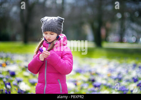 Junge Mädchen Kommissionierung crocus Blumen auf schönen blühenden Krokusse Wiese am frühen Frühling Süß Stockfoto