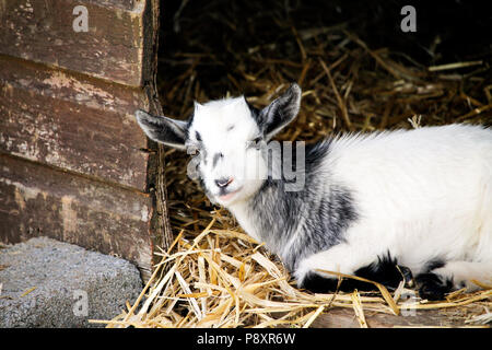 Ziege auf einer britischen Farm Stockfoto
