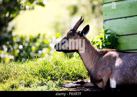 Ziege auf einer britischen Farm Stockfoto