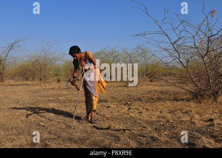 Junge indische Mädchen zerkleinern Sie Holz im Nationalpark Little Rann von Kutch in Gujarat Salz - Wüste Stockfoto