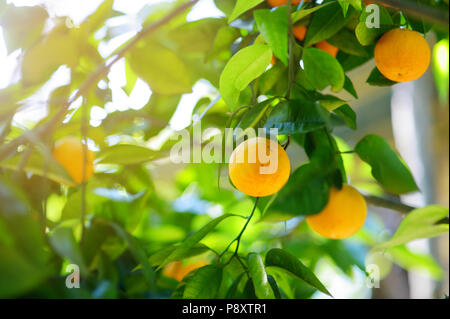 Bündel frische reife Orangen auf eine orange tree branch im sonnigen Garten Stockfoto