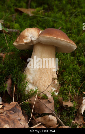 Einen einzelnen Reifen cep oder Boletus edulis Pilz im New Forest in Hampshire wächst. New Forest Hampshire England UK GB Herbst 2014 Stockfoto