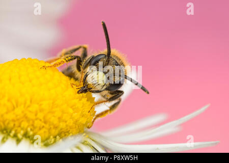 Einsame Biene nectaring auf einem Daisy Stockfoto