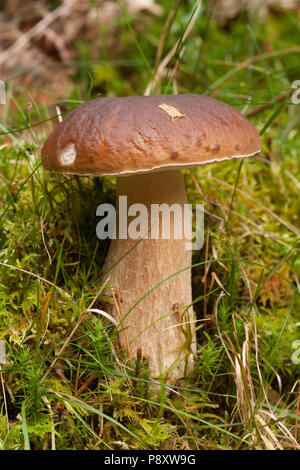 Einen einzelnen Reifen cep oder Boletus edulis Pilz im New Forest in Hampshire wächst. New Forest Hampshire England UK GB Herbst 2014 Stockfoto