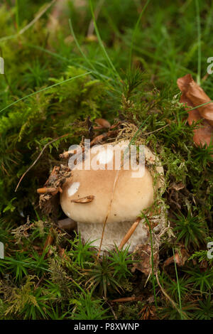 Eine junge Cep, oder Boletus edulis, Pilz im neuen Wald wächst. New Forest Hampshire England UK GB Herbst 2014 Stockfoto