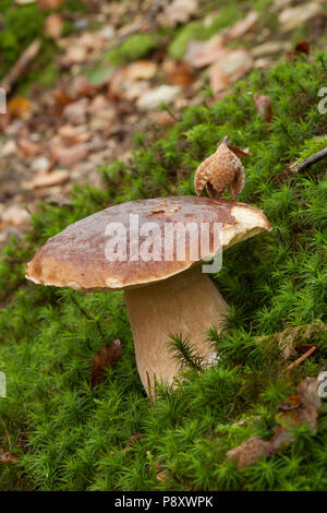 Einen einzelnen Reifen cep oder Boletus edulis Pilz im New Forest in Hampshire wächst. New Forest Hampshire England UK GB Herbst 2014 Stockfoto