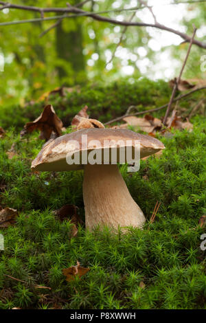 Einen einzelnen Reifen cep oder Boletus edulis Pilz im New Forest in Hampshire wächst. New Forest Hampshire England UK GB Herbst 2014 Stockfoto