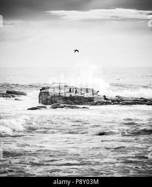 Seevögel und braunes Fell Dichtungen auf der Insel, das Kap der Guten Hoffnung, Kap, Südafrika in Schwarz und Weiß Stockfoto